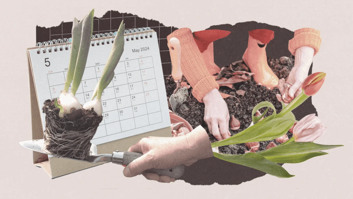 A Comprehensive Guide to Tulip Cultivation From Historical Mania to Modern Horticultural Best Practices