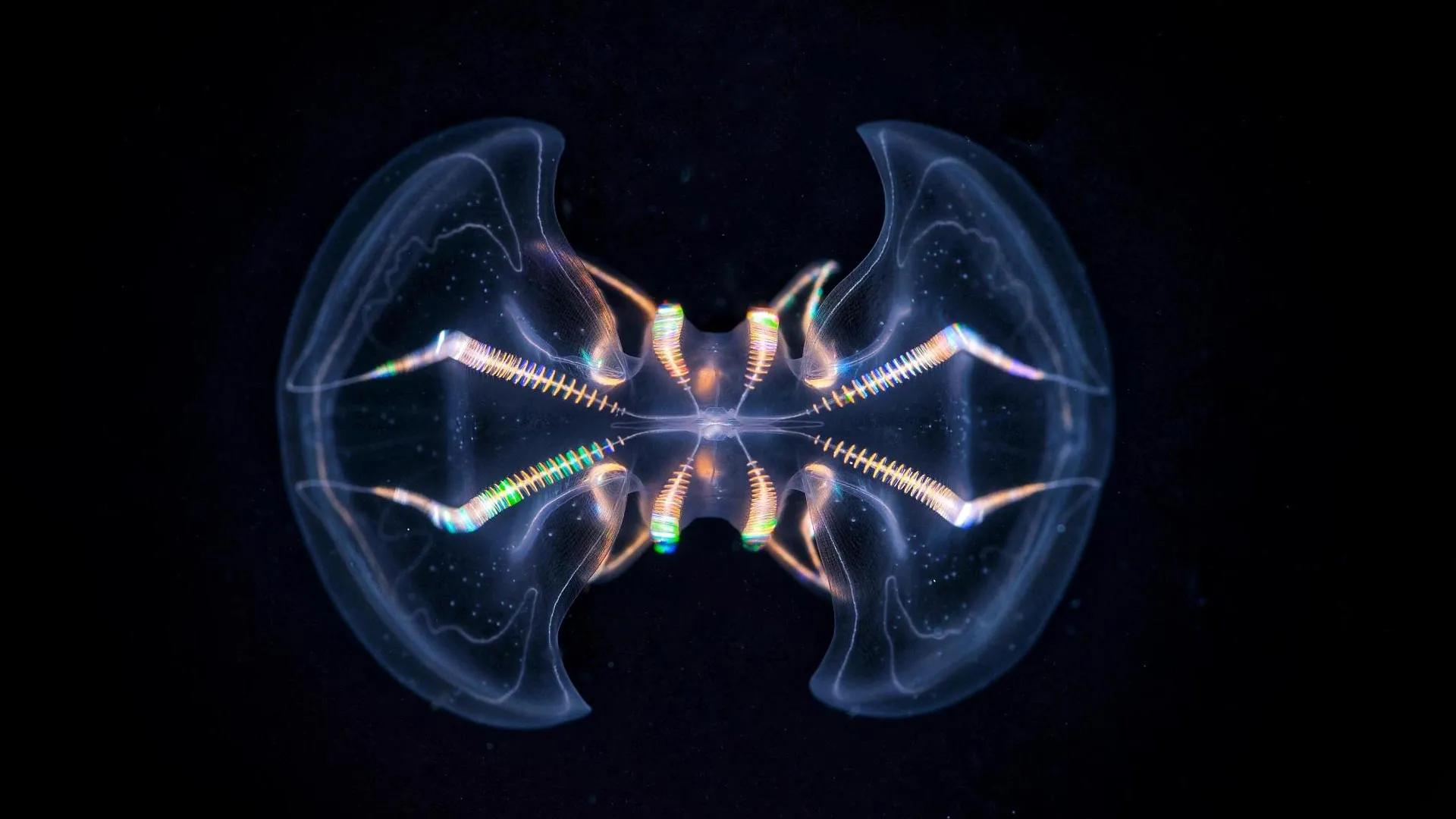 A New Glimpse into the Dawn of Animal Intelligence: Ctenophore Sensory Organs Reveal Unforeseen Complexity