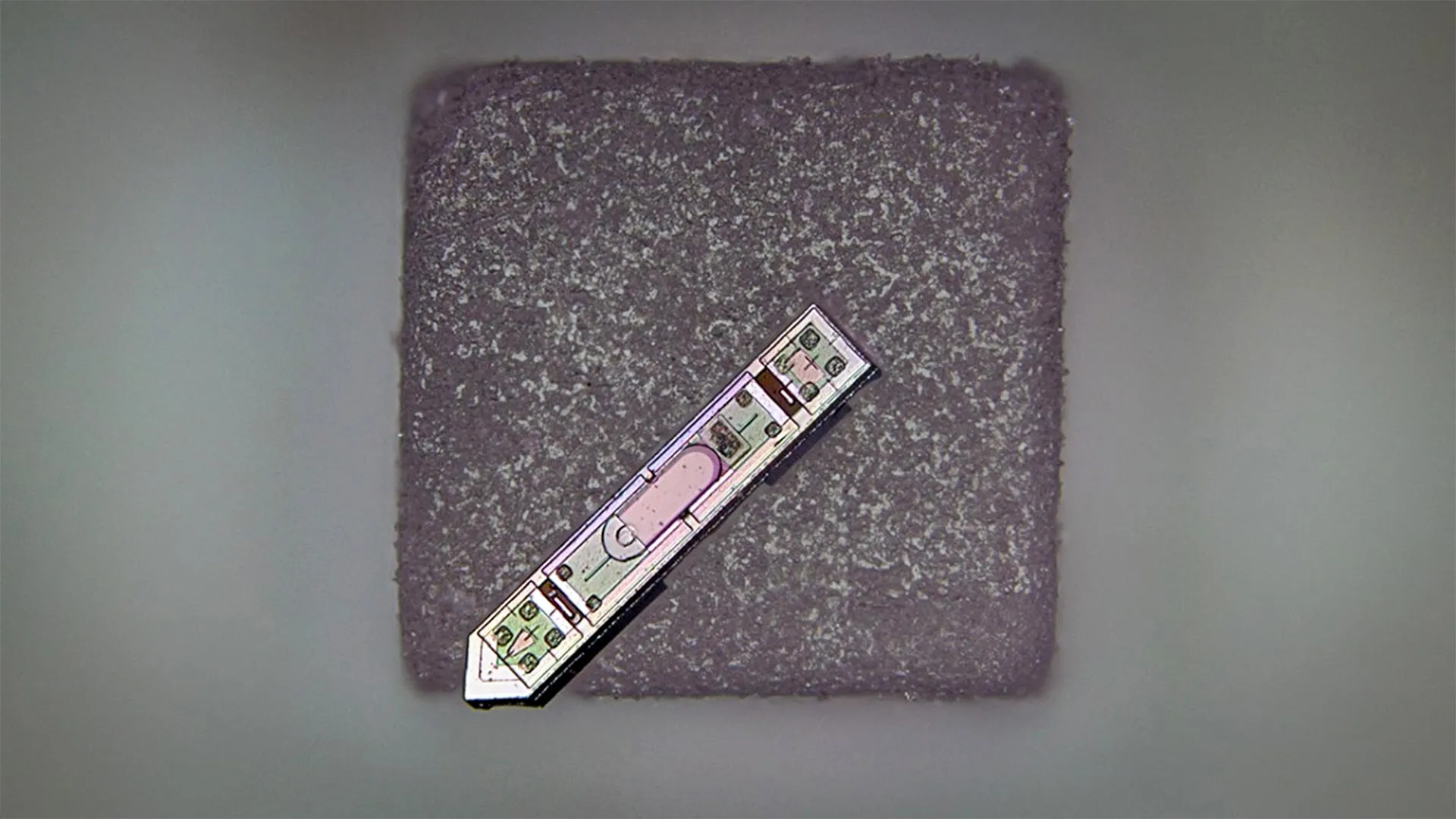 Cornell Researchers Unveil Microscopic Neural Implant Transmitting Brain Activity Wirelessly for Over a Year