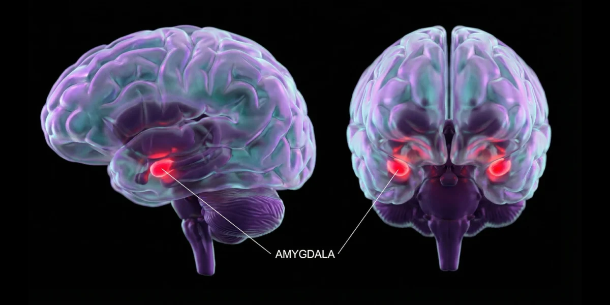 The relationship between abnormalities in amygdala functional connectivity and emotion regulation difficulties in problematic smartphone users