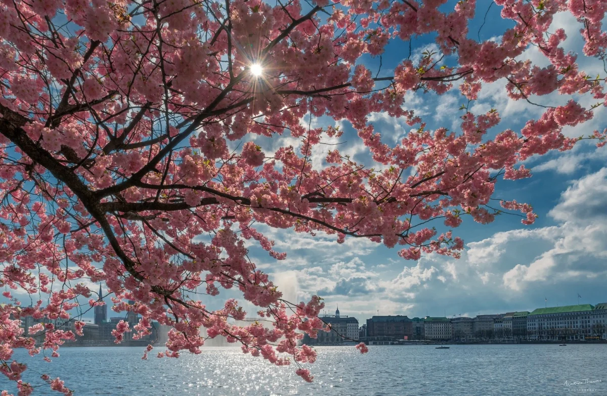 Beyond the Land of the Rising Sun A Global Analysis of the Cultural and Economic Impact of Cherry Blossom Season