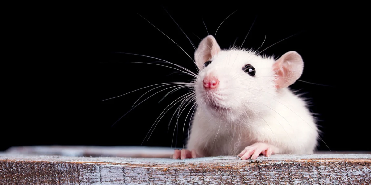 Early exposure to forever chemicals linked to altered brain genes and impulsive behavior in rats