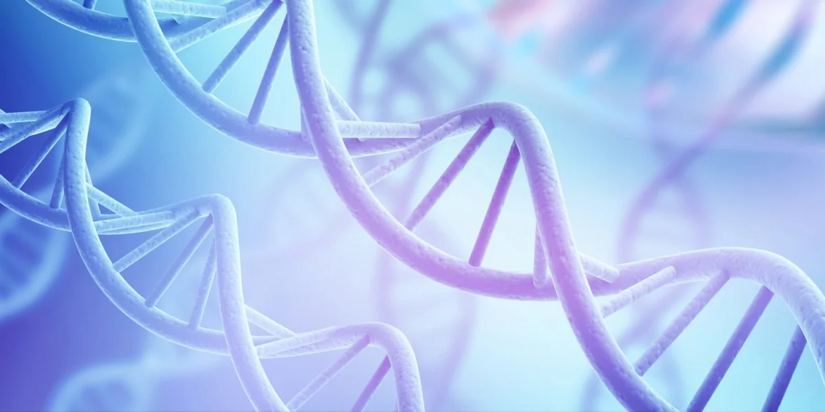 Polygenic scores for autism are associated with reduced neurite density in adults and children from the general population.
