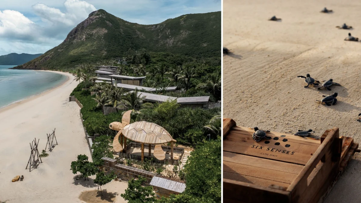 The Rise of Conservation Tourism: How Eco-Luxury Resorts are Shaping the Future of Sea Turtle Survival in 2026