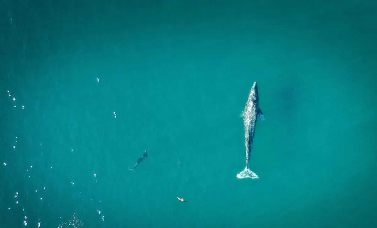 The Ultimate Guide to Whale Watching in California Seasonal Migrations Conservation Efforts and Top Coastal Destinations