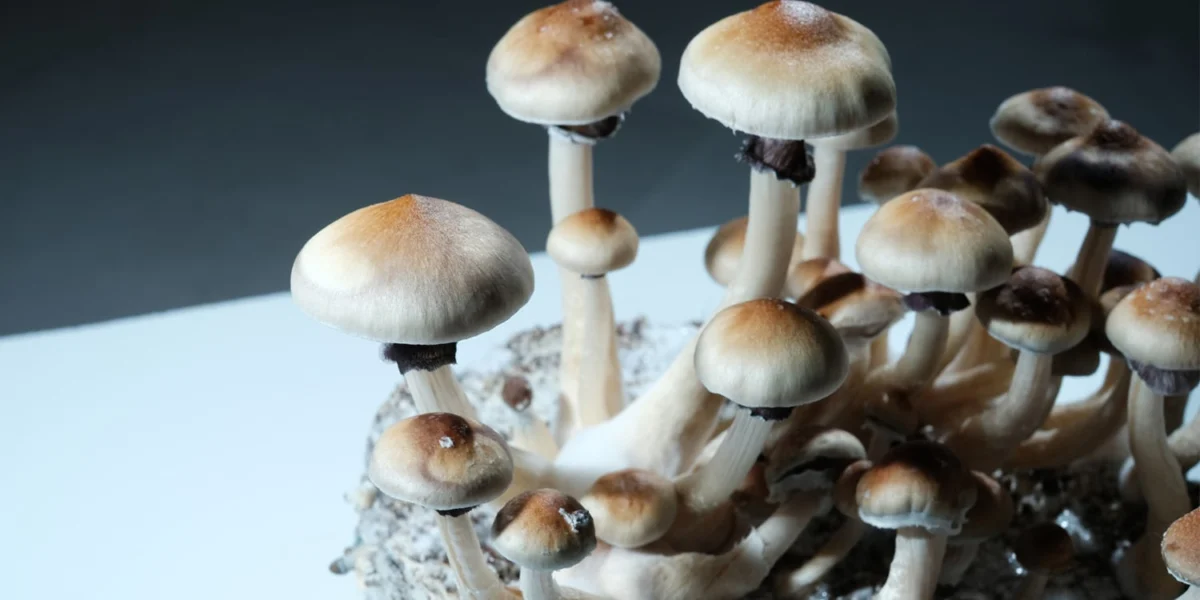 Age- and estrous-dependent effects of psilocybin in rats.