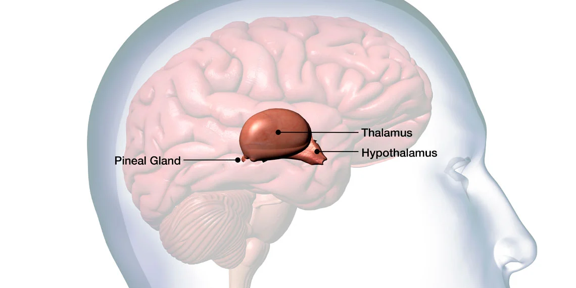 Scientists say the hidden “third eye” inside your skull is the bizarre reason you can see