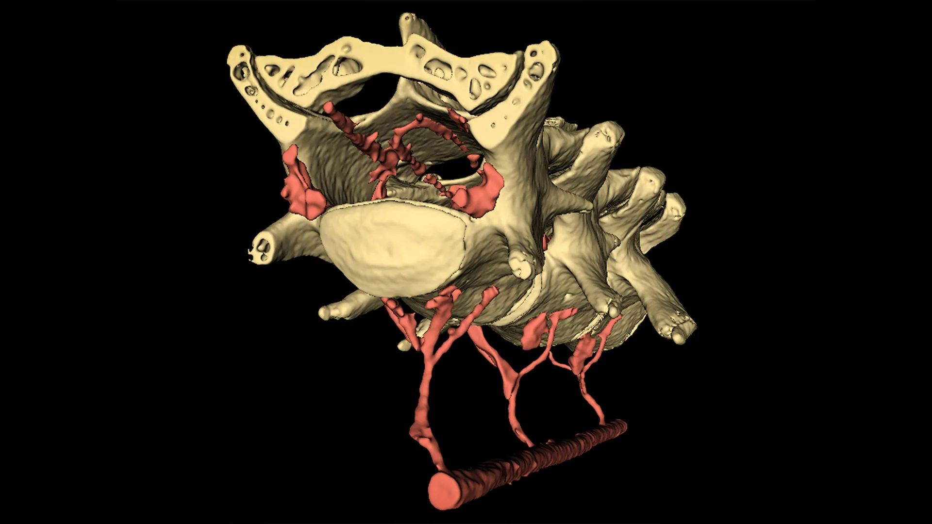 The Brain’s Physical Link to the Body Revealed: Movement Aids Waste Clearance Through Novel Hydraulic Mechanism