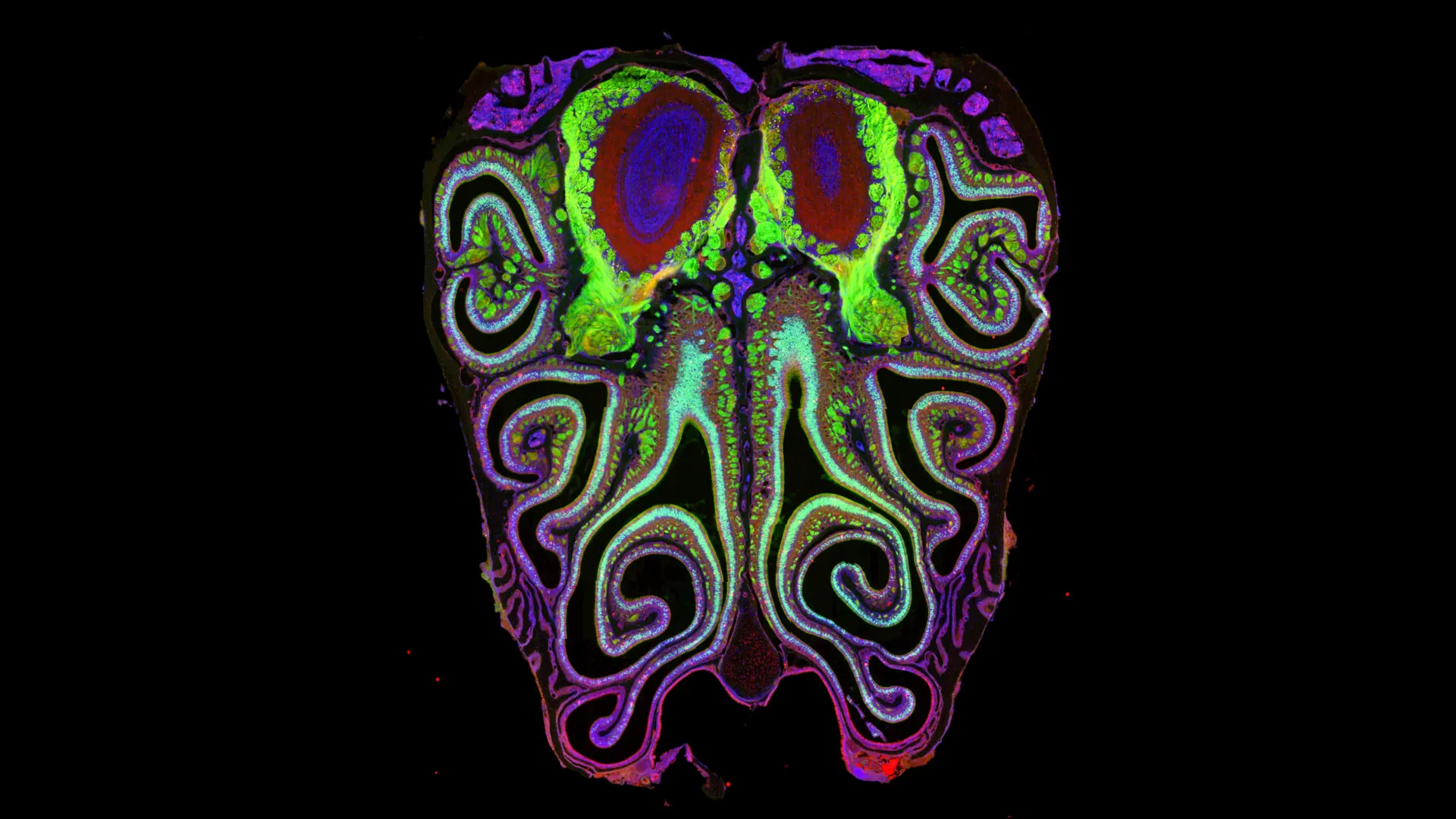 The First Detailed Map of Mammalian Smell Receptors Reveals Unexpected Organization and Opens Doors for Restoring Lost Senses