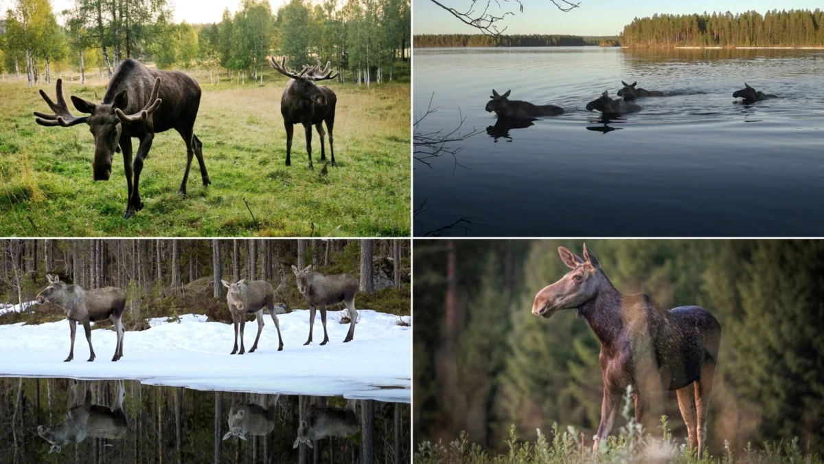 The Global Rise of Slow TV and the Phenomenon of Swedens Great Moose Migration Livestream