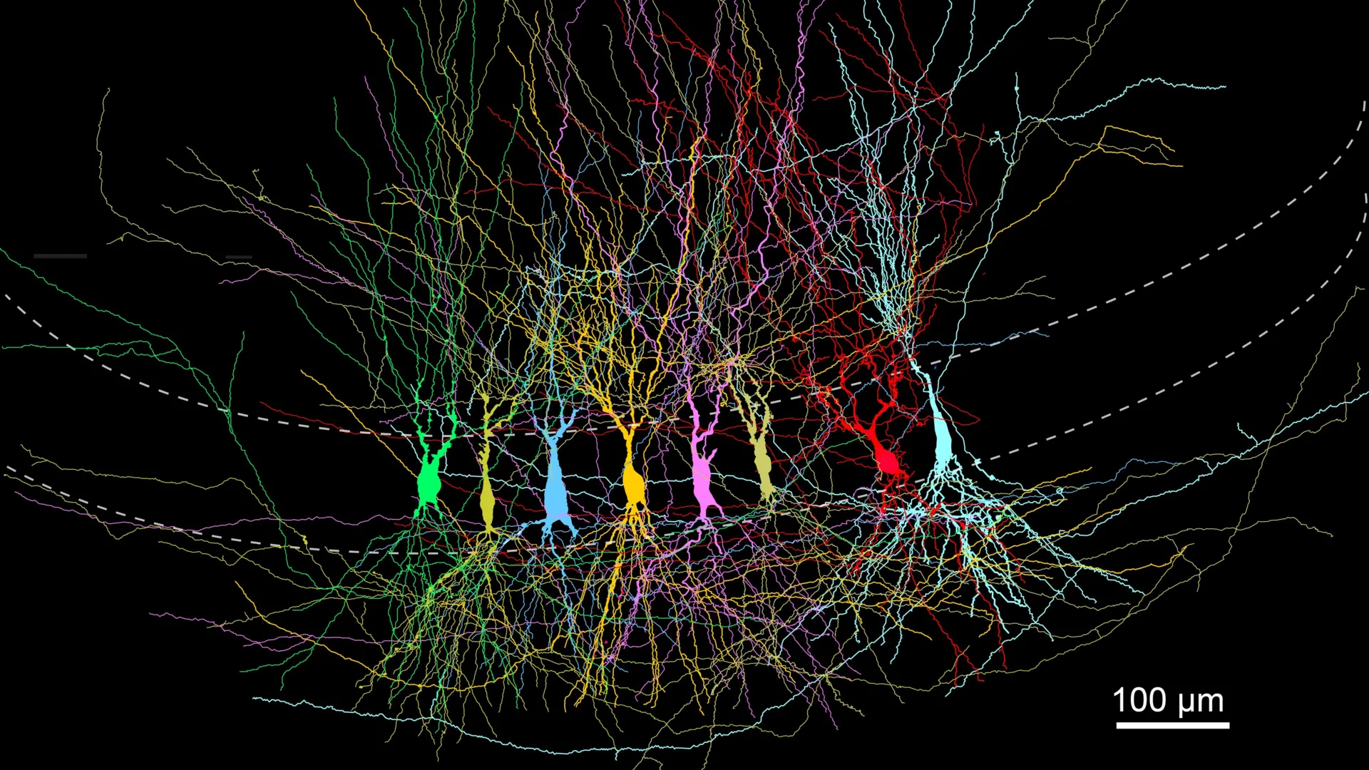 The Hippocampus Develops with a "Full Slate" Rather Than a "Blank Slate," New Research Reveals