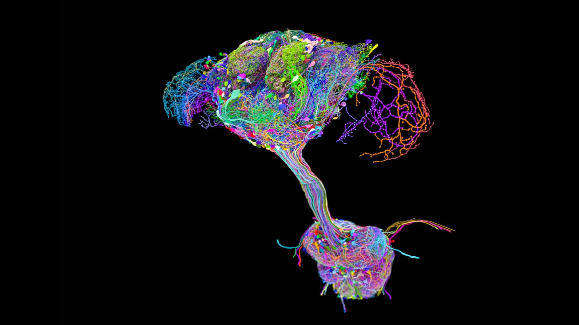 A Complete Map of the Fruit Fly’s Central Nervous System Reveals the Distributed Nature of Behavior
