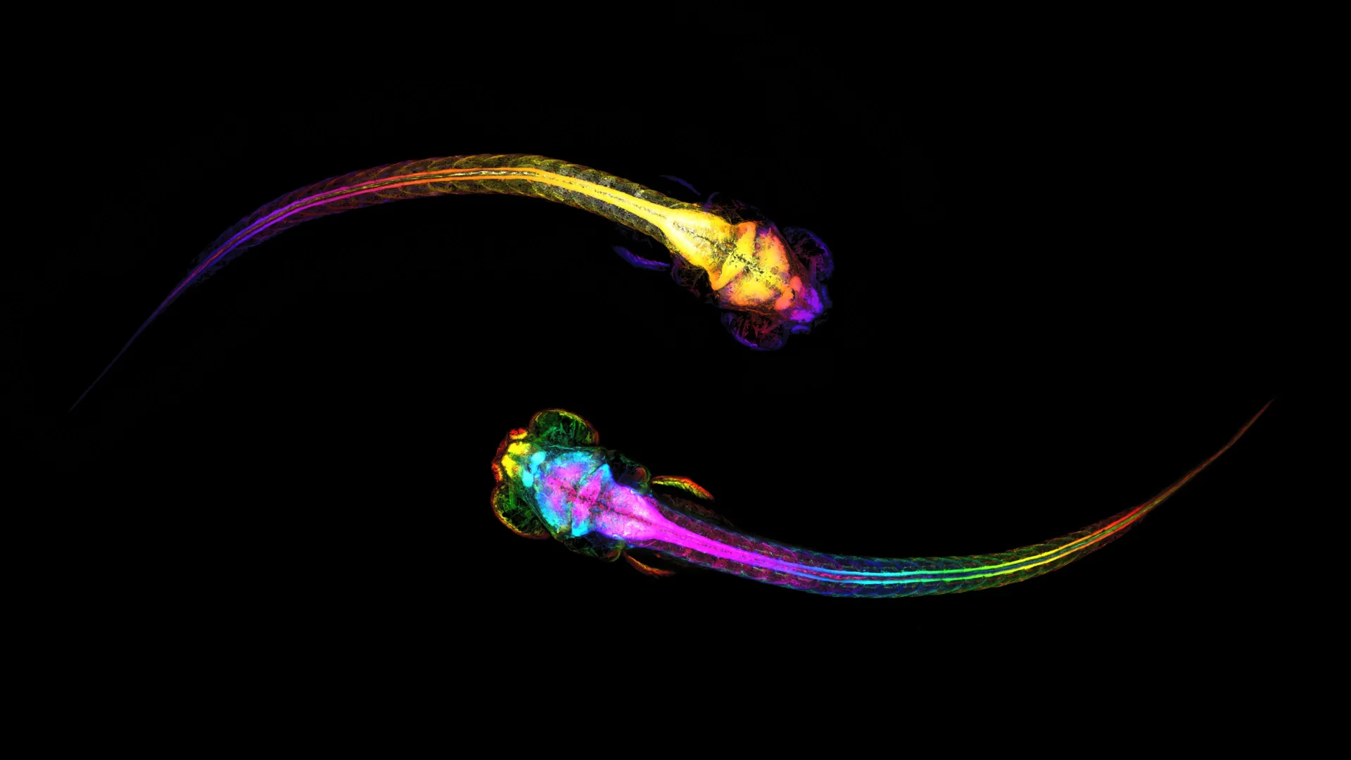 The Brain’s Blueprint for Social Connection: Pre-Movement Neural Activity Predicts Approach Behavior
