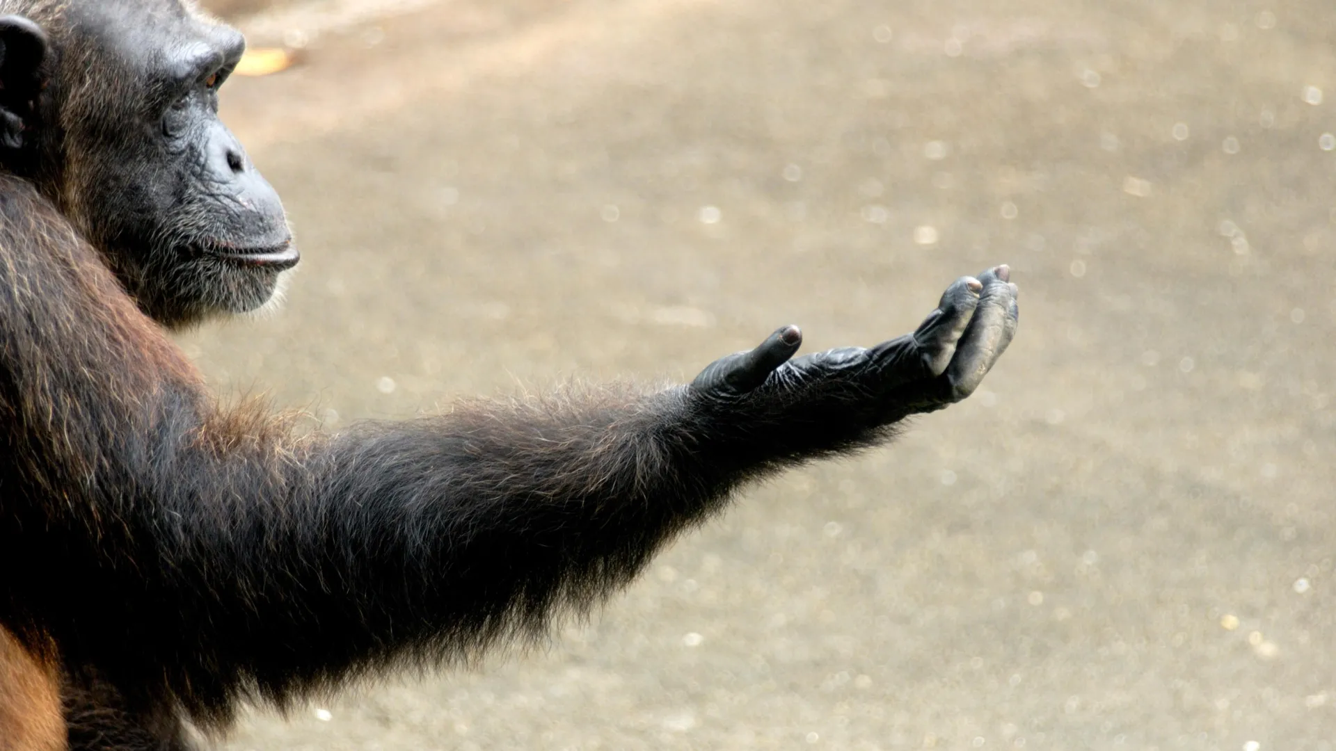 The Evolutionary Symphony of Human Handedness: Upright Stance and Expanding Brains Orchestrate Our Dominant Right
