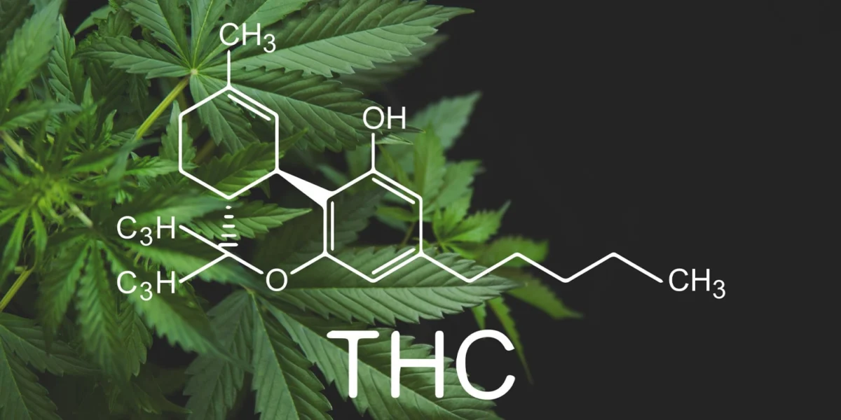 Prenatal THC exposure drives teenage binge drinking in female rats