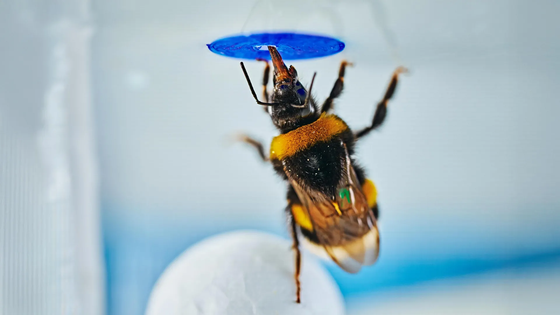 Spontaneous Problem-Solving Emerges in Bumble Bees, Challenging Long-Held Beliefs About Cognition