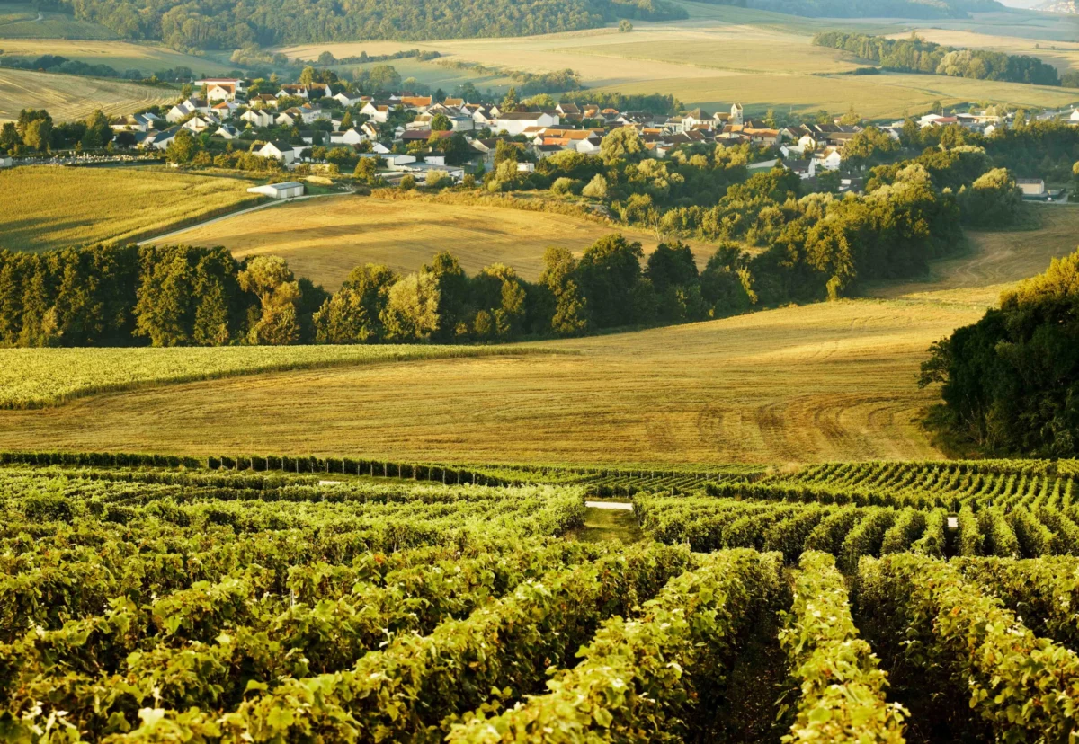 The Intersection of Viticulture and Memory A Comprehensive Analysis of Champagnes Sensory Landscape and Cultural Heritage