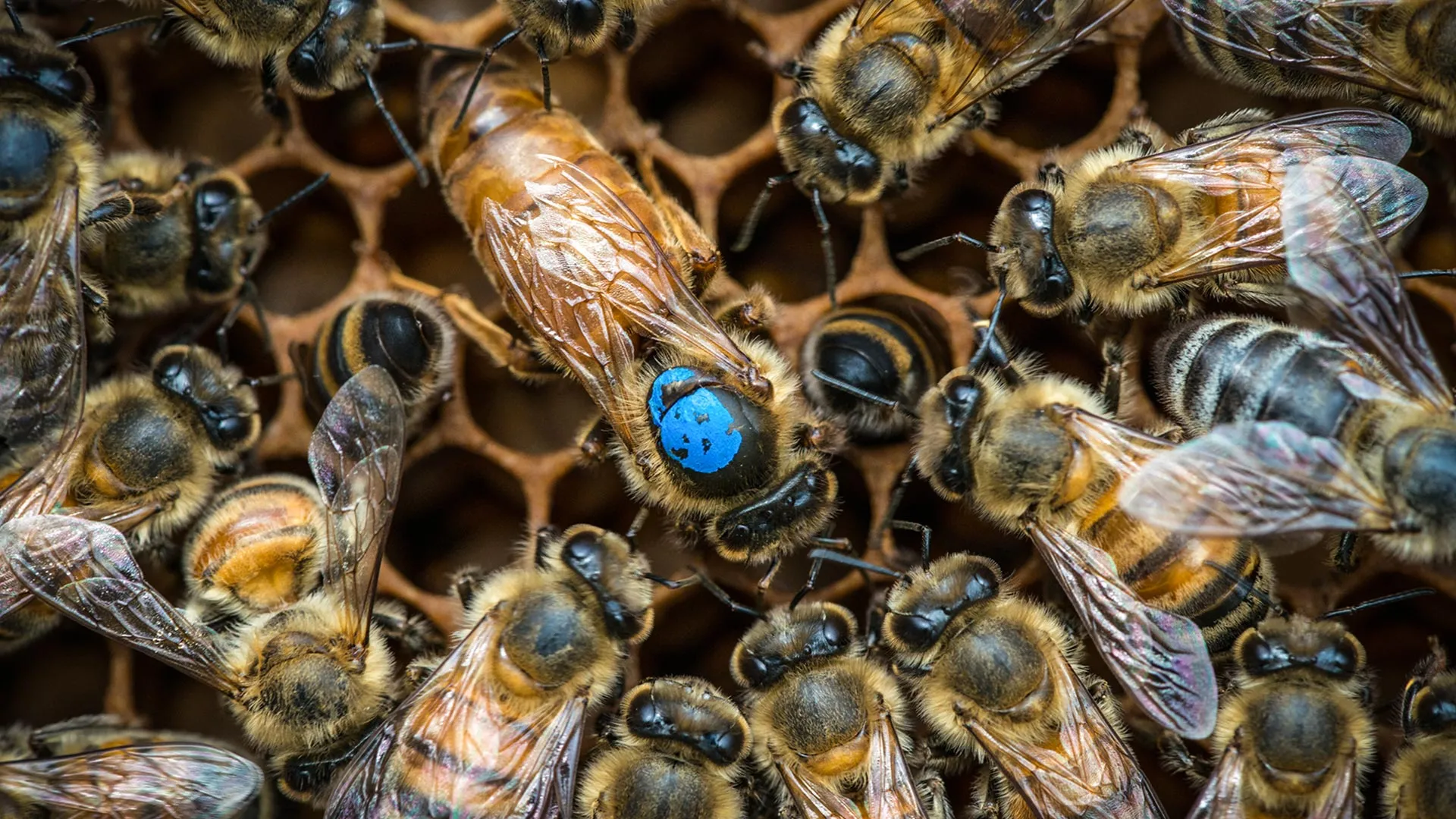 Unlocking the Beehive’s Command Center: Gene Manipulation Reveals Neural Basis of Worker Bee Task Allocation