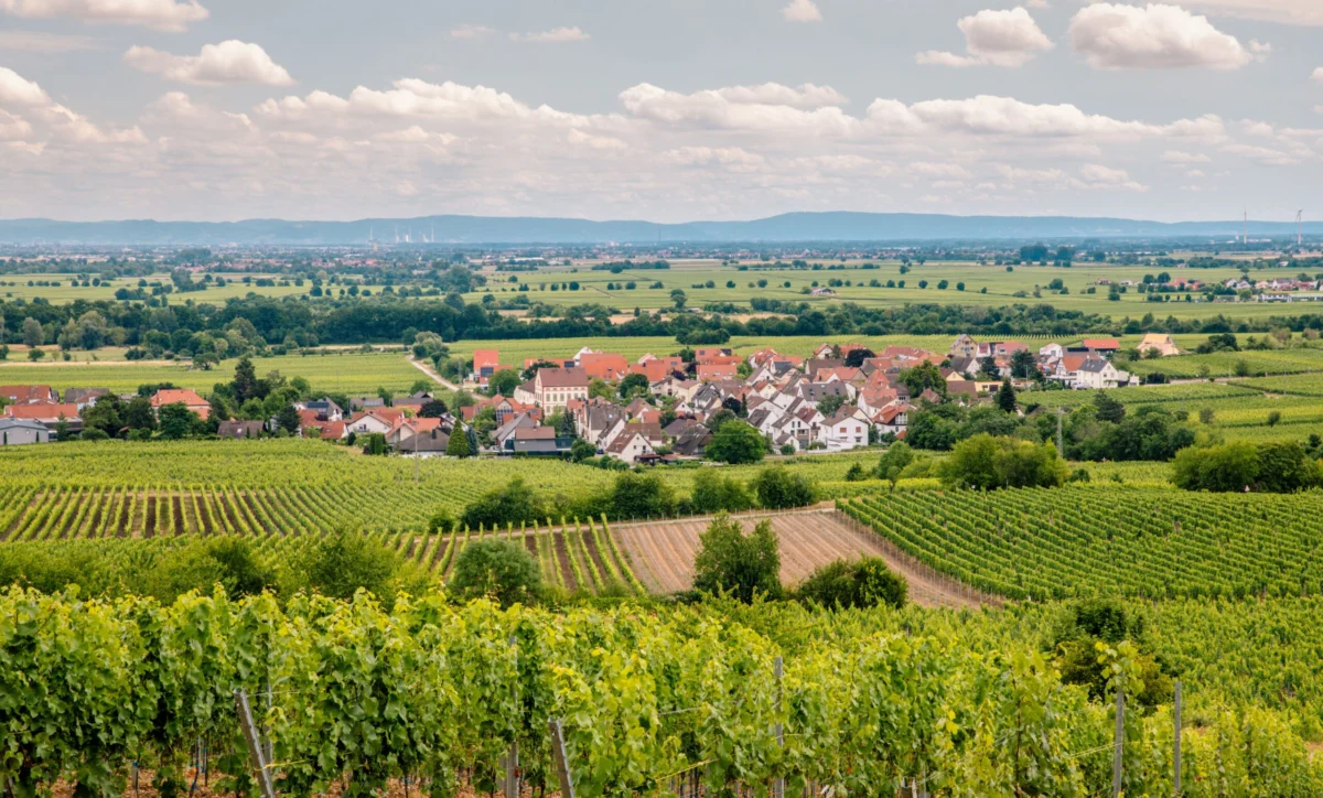 Deidesheim’s Quiet Revolution: How a Sleepy German Hamlet Earned Its Place Among Global Culinary Elite