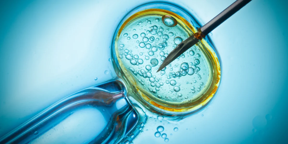 Hormone therapy before frozen embryo transfer is tied to larger babies but not to differences in early childhood IQ