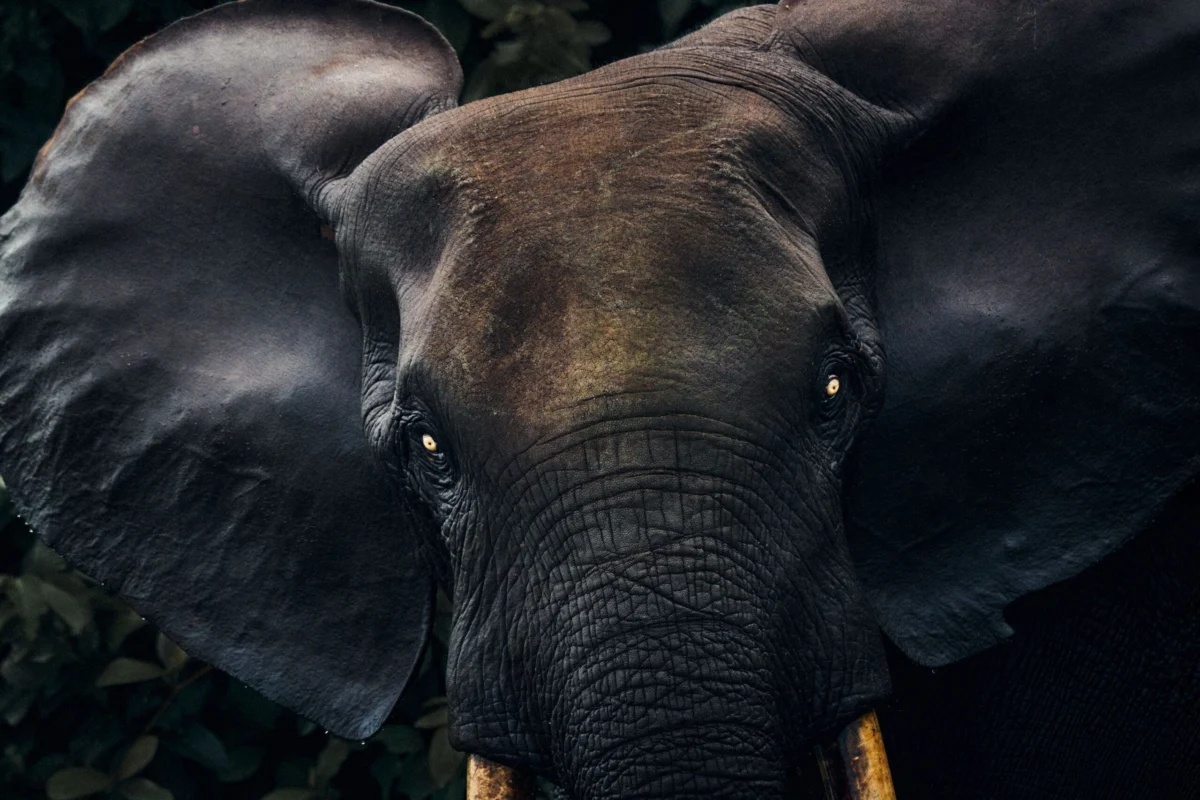 Journey to the Heart of Central Africa: Inside Gabon’s Pristine Ecosystems, Ancient Traditions, and Conservation Challenges