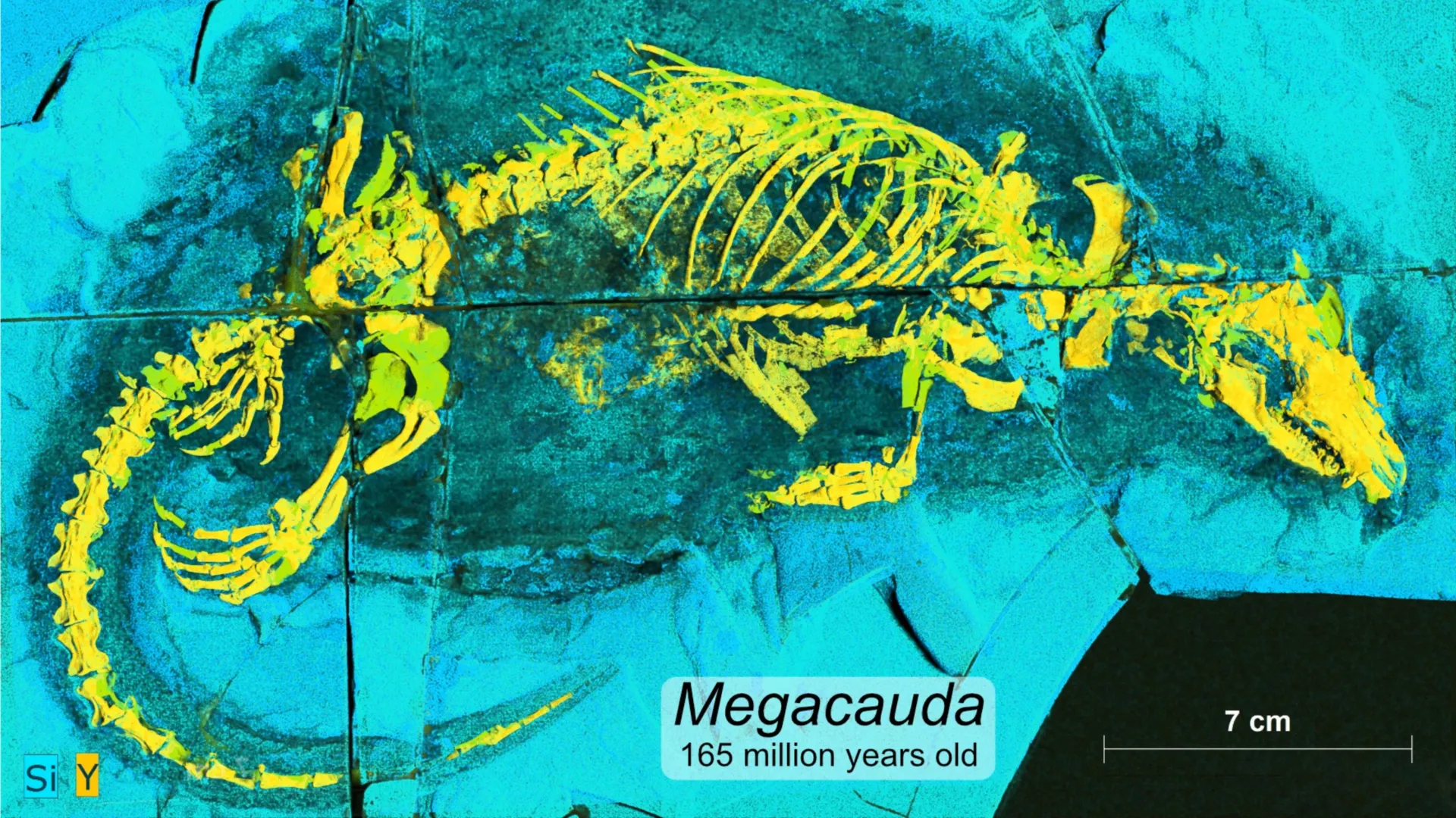 The Discovery of Megacauda sungei Reveals the Evolutionary Origins of Mammalian Sophistication