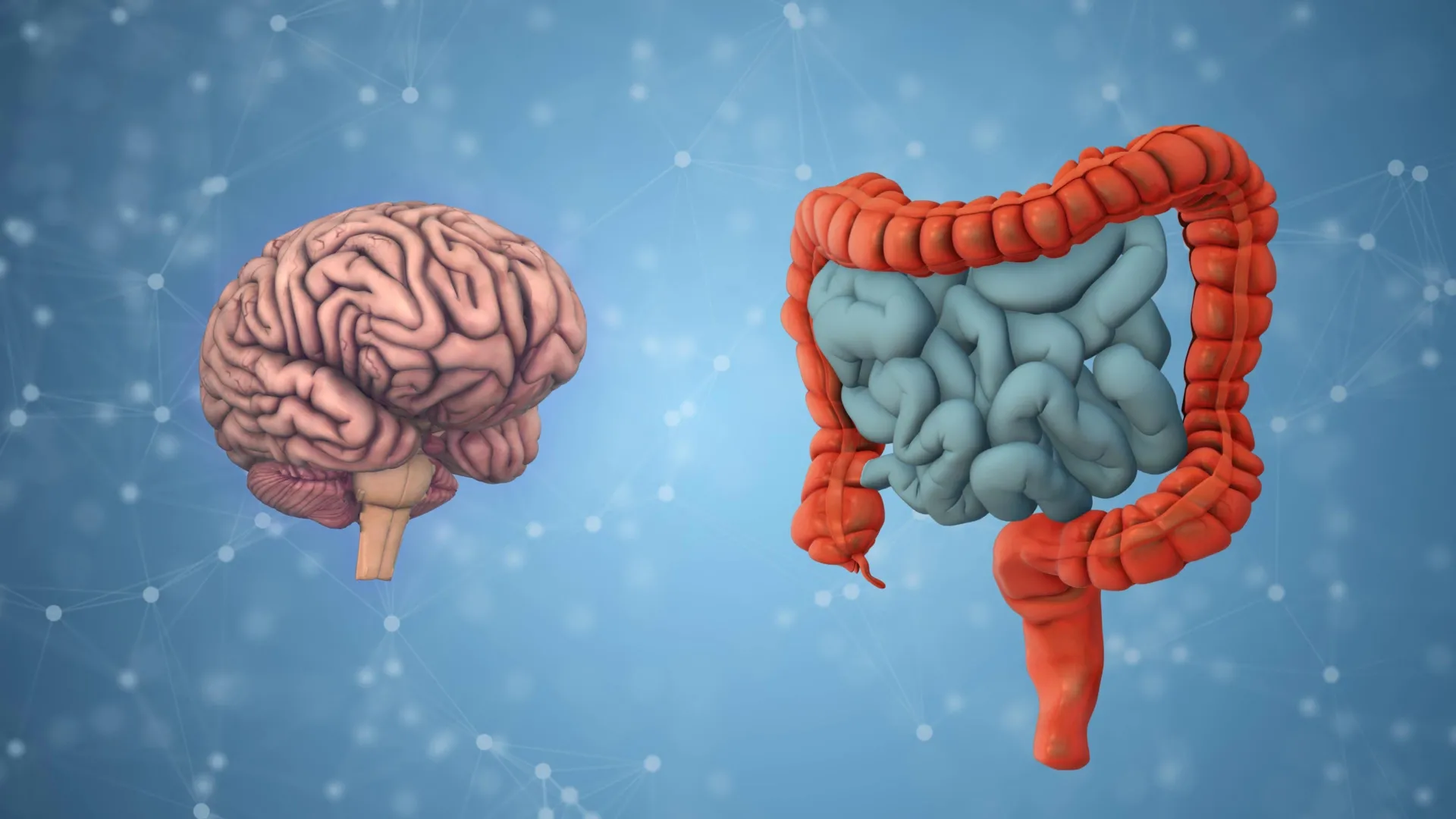 The Gut Microbiome Holds the Secret to Early Brain Aging According to New UCLA Research