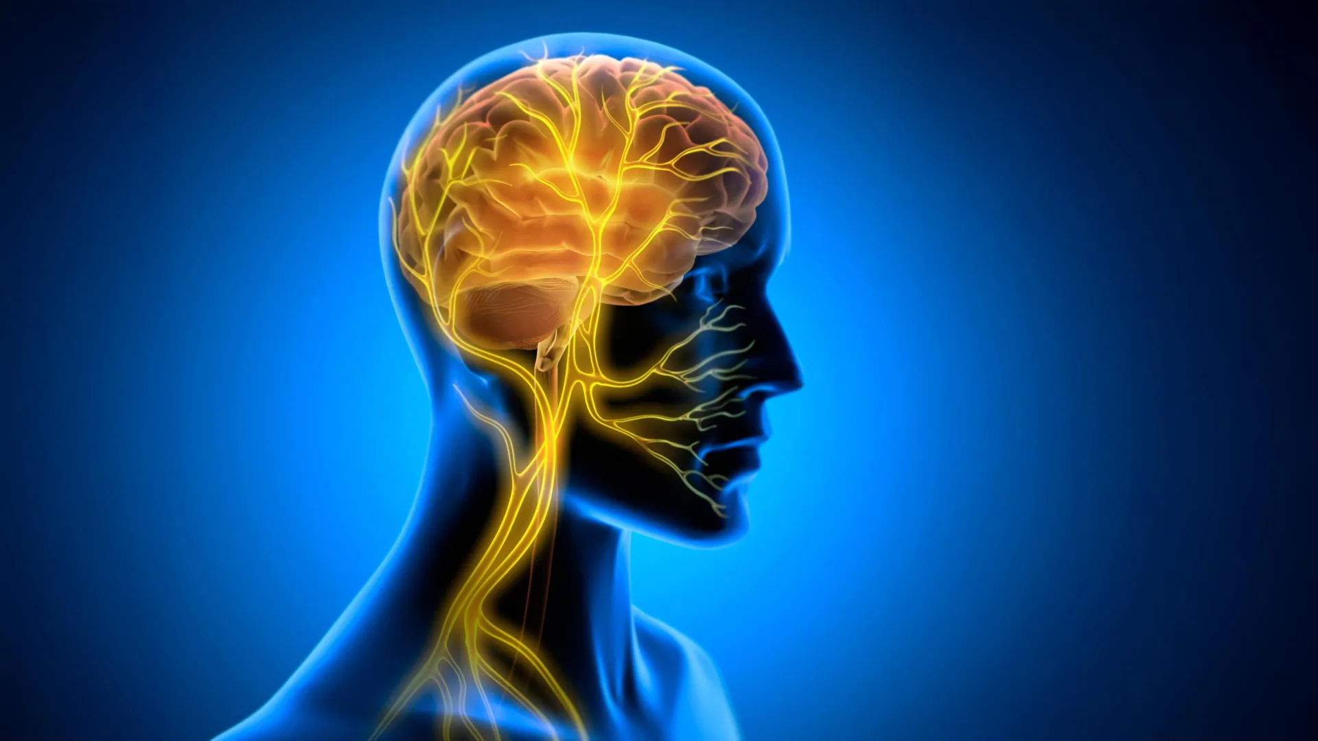 Vagus Nerve Stimulation After Training Enhances Long-Term Motor Skill Acquisition by Regulating Brain Vascular Rhythms