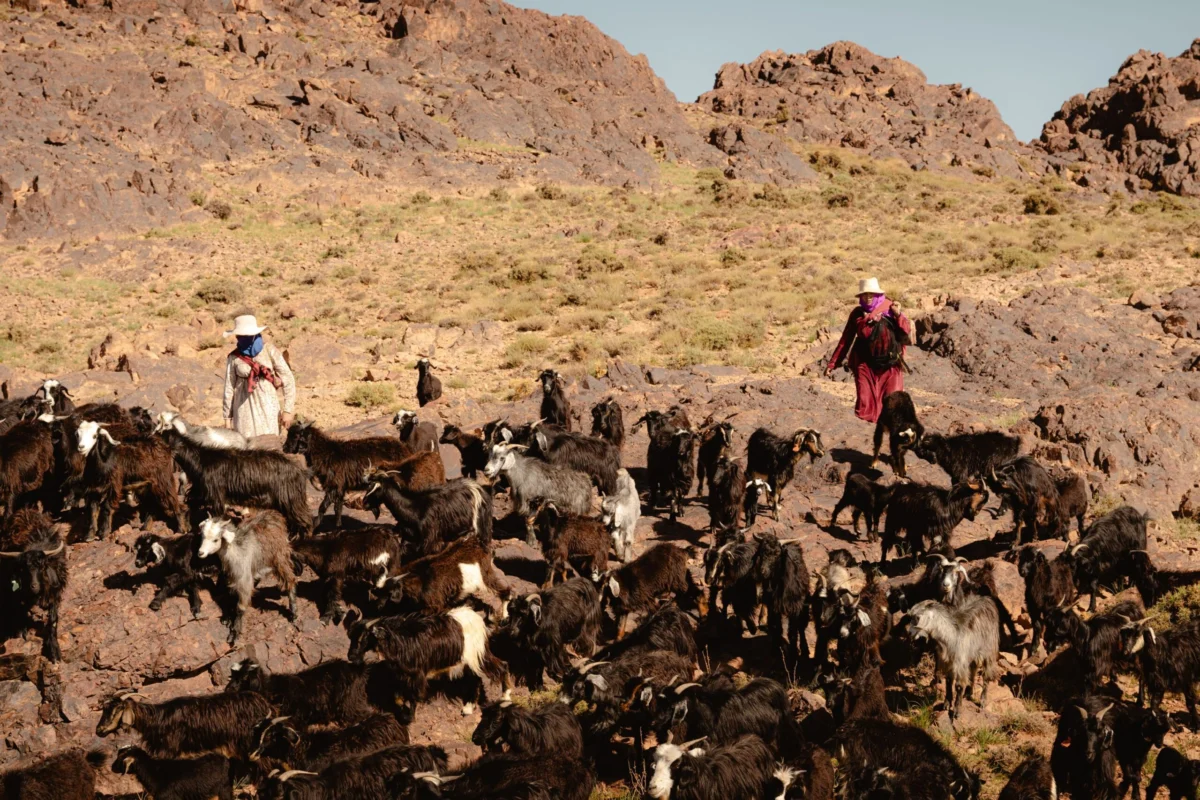 Walking with the Keepers of Jebel Saghro: Inside Morocco’s Ancient Berber Transhumance Migration